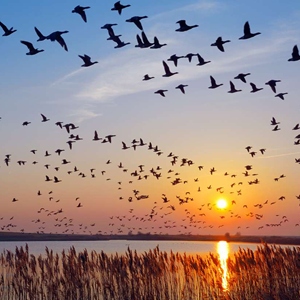 BTSNEWS: ¡Chile declara su país Libre de Influenza Aviar en Aves de Corral!