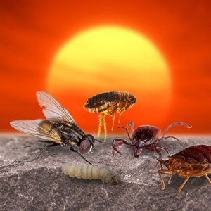 BTSNews: Aumento de las Temperaturas y su Efecto en el Desarrollo de los Insectos